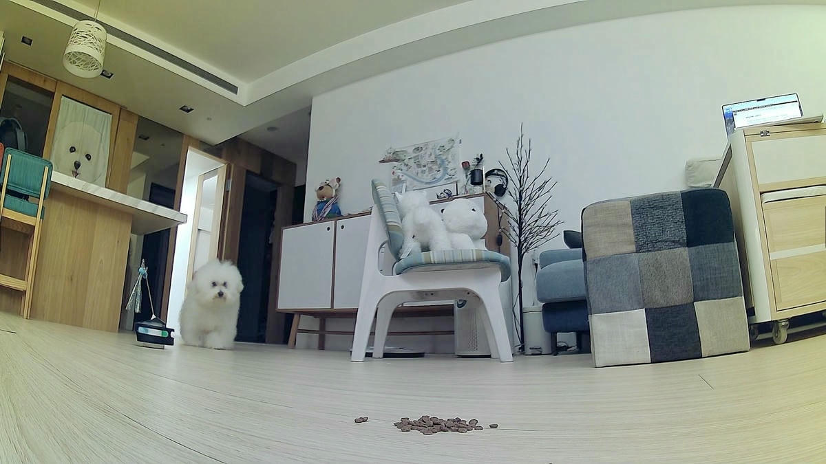 ROLA PetPal 寵物陪伴機器人,自動餵食互動遊戲,讓寵愛隨時都在,毛孩家庭必備! - 第43張圖