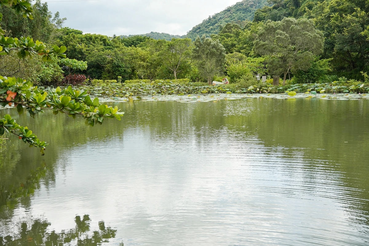 桃園大溪推薦景點懶人包,探索6大秘境,走趟山豬湖生態園區,欣賞壯闊中庄吊橋與濕地美景,享受都市後花園的悠然恬靜 - 第4張圖