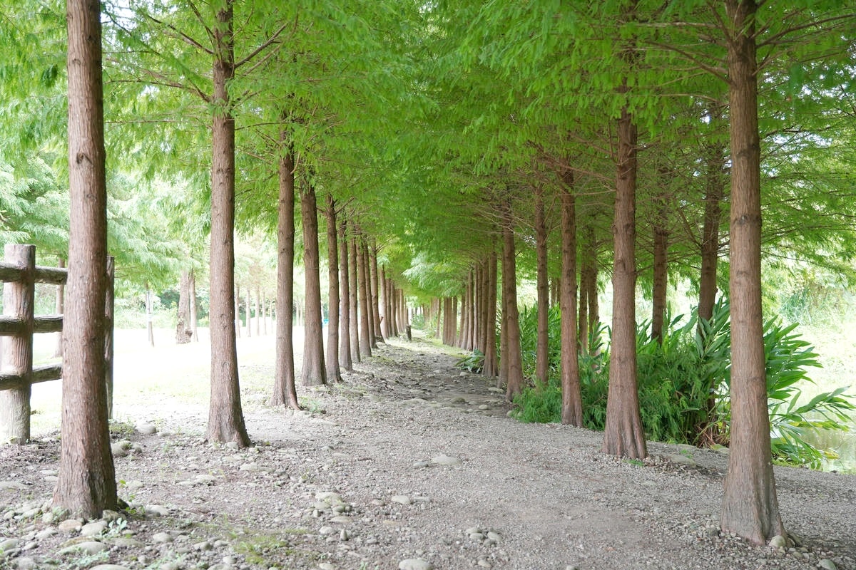 桃園大溪推薦景點懶人包,探索6大秘境,走趟山豬湖生態園區,欣賞壯闊中庄吊橋與濕地美景,享受都市後花園的悠然恬靜 - 第57張圖