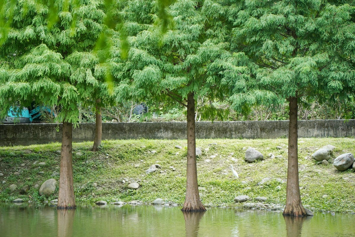 桃園大溪推薦景點懶人包,探索6大秘境,走趟山豬湖生態園區,欣賞壯闊中庄吊橋與濕地美景,享受都市後花園的悠然恬靜 - 第58張圖