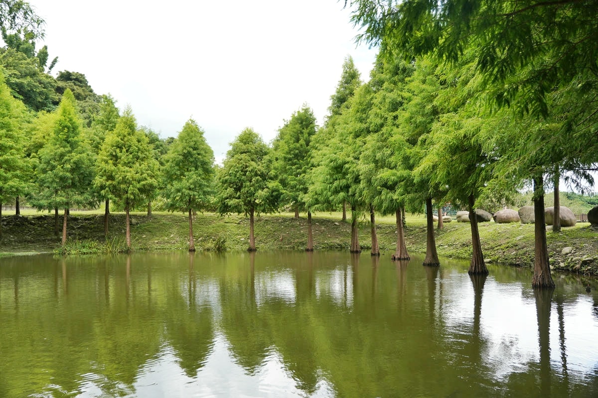 桃園大溪推薦景點懶人包,探索6大秘境,走趟山豬湖生態園區,欣賞壯闊中庄吊橋與濕地美景,享受都市後花園的悠然恬靜 - 第1張圖