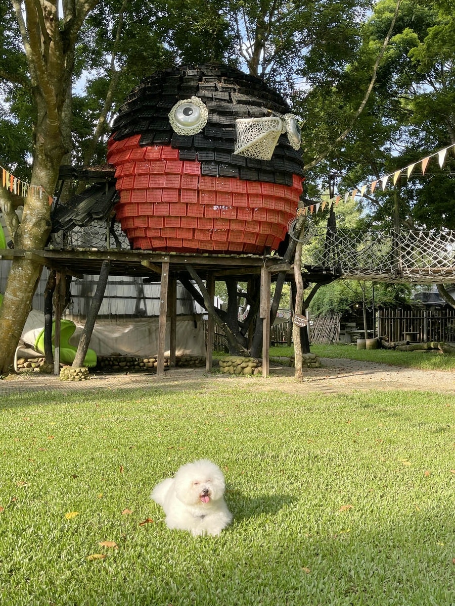 橘舍三食,寵物友善苗栗豪華露營推薦,入住絕美波西米亞神殿帳,享用山里廚房無菜單柴燒料理,敞徉在風之教堂、星空草原,感受美好鄉村生活 - 第47張圖