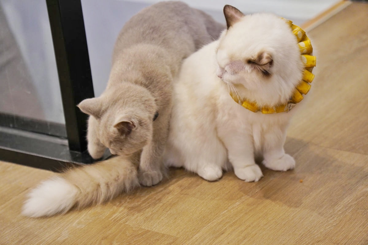 新莊 Paws Cafe,新莊寵物友善餐廳推薦,近捷運幸福站,療癒店長布偶貓、邊境犬陪坐,帶寵物來店即贈免費羊奶 - 第23張圖