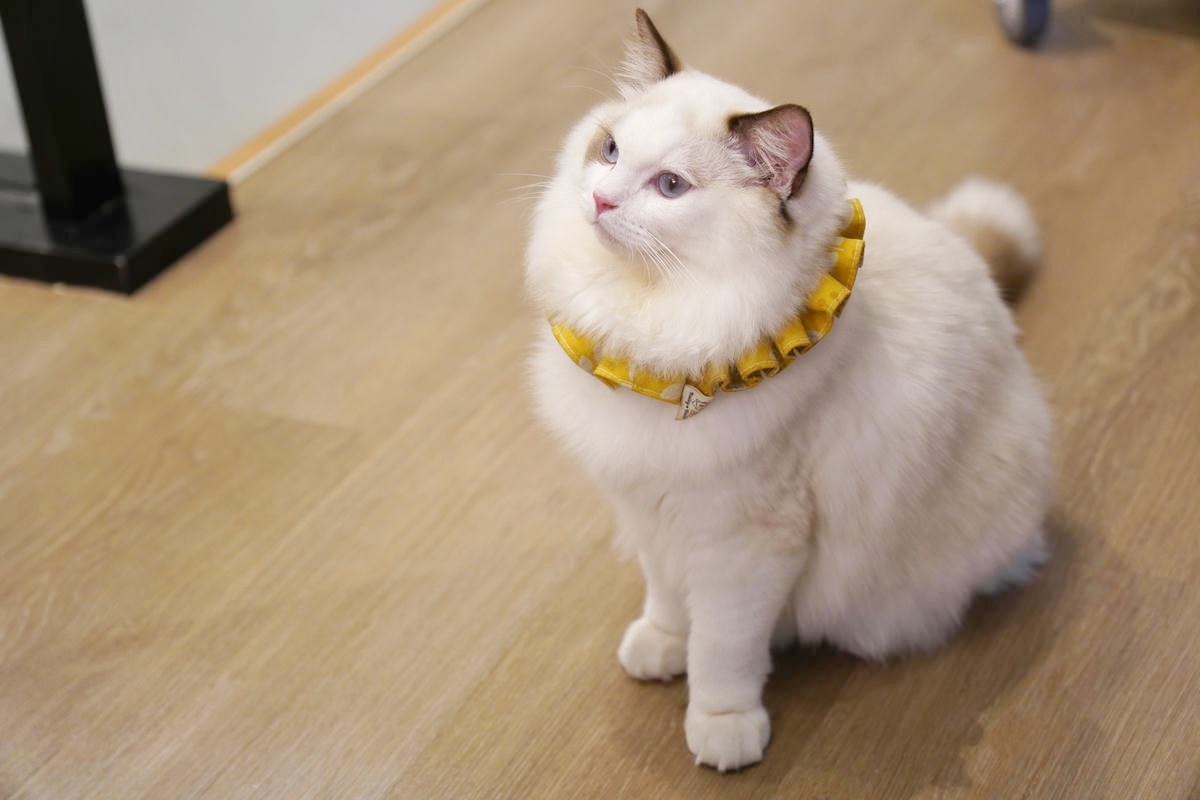 新莊 Paws Cafe,新莊寵物友善餐廳推薦,近捷運幸福站,療癒店長布偶貓、邊境犬陪坐,帶寵物來店即贈免費羊奶 - 第24張圖