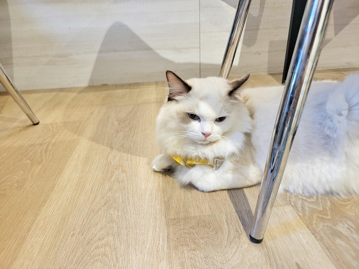 新莊 Paws Cafe,新莊寵物友善餐廳推薦,近捷運幸福站,療癒店長布偶貓、邊境犬陪坐,帶寵物來店即贈免費羊奶 - 第21張圖
