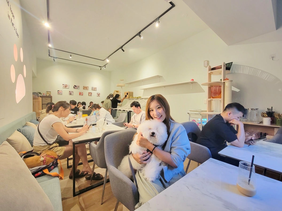 新莊 Paws Cafe,新莊寵物友善餐廳推薦,近捷運幸福站,療癒店長布偶貓、邊境犬陪坐,帶寵物來店即贈免費羊奶 - 第25張圖