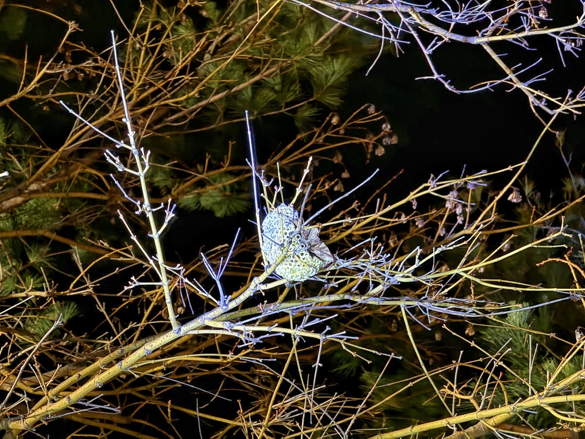 【台中寵物友善露營】蟬說:山中靜靜,最值得一訪的台中豪華露營全攻略,帶著毛孩一起出發,體驗被層疊山巒環繞的秘境奢華露營 - 第120張圖