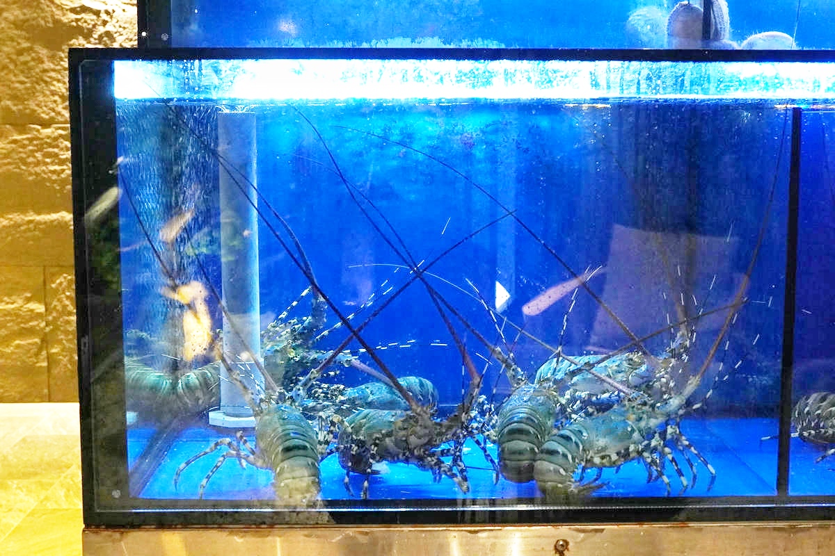 【台北頂級鐵板燒推薦】道和鐵板燒DOWA Teppanyaki:五感饗宴×日式侘寂美學,2025東區最奢華鐵板燒新開幕!打造極致味蕾新感受 - 第19張圖