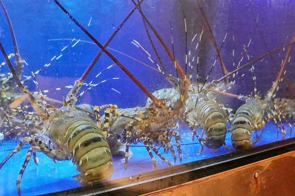 【台北頂級鐵板燒推薦】道和鐵板燒DOWA Teppanyaki:五感饗宴×日式侘寂美學,2025東區最奢華鐵板燒新開幕!打造極致味蕾新感受 - 第20張圖