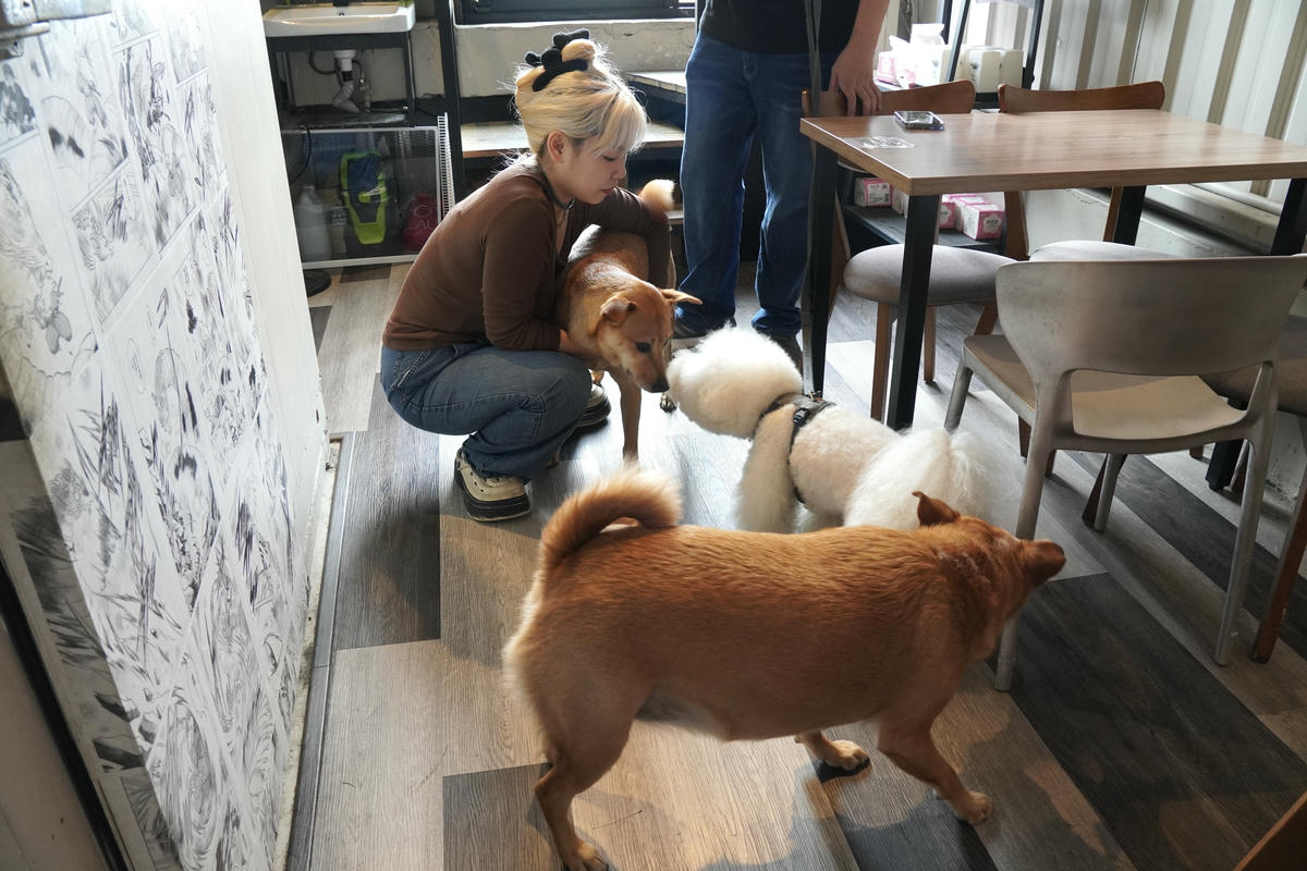 新北八里餐廳推薦,渡船人,享受一段隱藏在八里河岸的靜謐時光,坐擁美食與美景的河岸秘密基地,調酒很讚,5位可愛店狗陪你度過悠閒午後,寵物友善餐廳 - 第34張圖 新北八里餐廳推薦,渡船人,享受一段隱藏在八里河岸的靜謐時光,坐擁美食與美景的河岸秘密基地,調酒很讚,5位可愛店狗陪你度過悠閒午後,寵物友善餐廳
