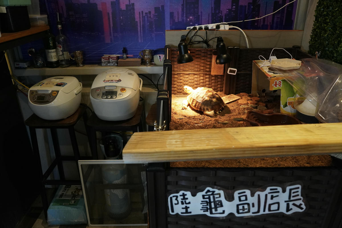 新北八里餐廳推薦,渡船人,享受一段隱藏在八里河岸的靜謐時光,坐擁美食與美景的河岸秘密基地,調酒很讚,5位可愛店狗陪你度過悠閒午後,寵物友善餐廳 - 第43張圖 新北八里餐廳推薦,渡船人,享受一段隱藏在八里河岸的靜謐時光,坐擁美食與美景的河岸秘密基地,調酒很讚,5位可愛店狗陪你度過悠閒午後,寵物友善餐廳
