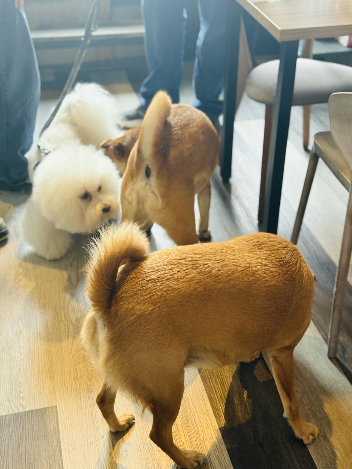 新北八里餐廳推薦,渡船人,享受一段隱藏在八里河岸的靜謐時光,坐擁美食與美景的河岸秘密基地,調酒很讚,5位可愛店狗陪你度過悠閒午後,寵物友善餐廳 - 第48張圖 新北八里餐廳推薦,渡船人,享受一段隱藏在八里河岸的靜謐時光,坐擁美食與美景的河岸秘密基地,調酒很讚,5位可愛店狗陪你度過悠閒午後,寵物友善餐廳