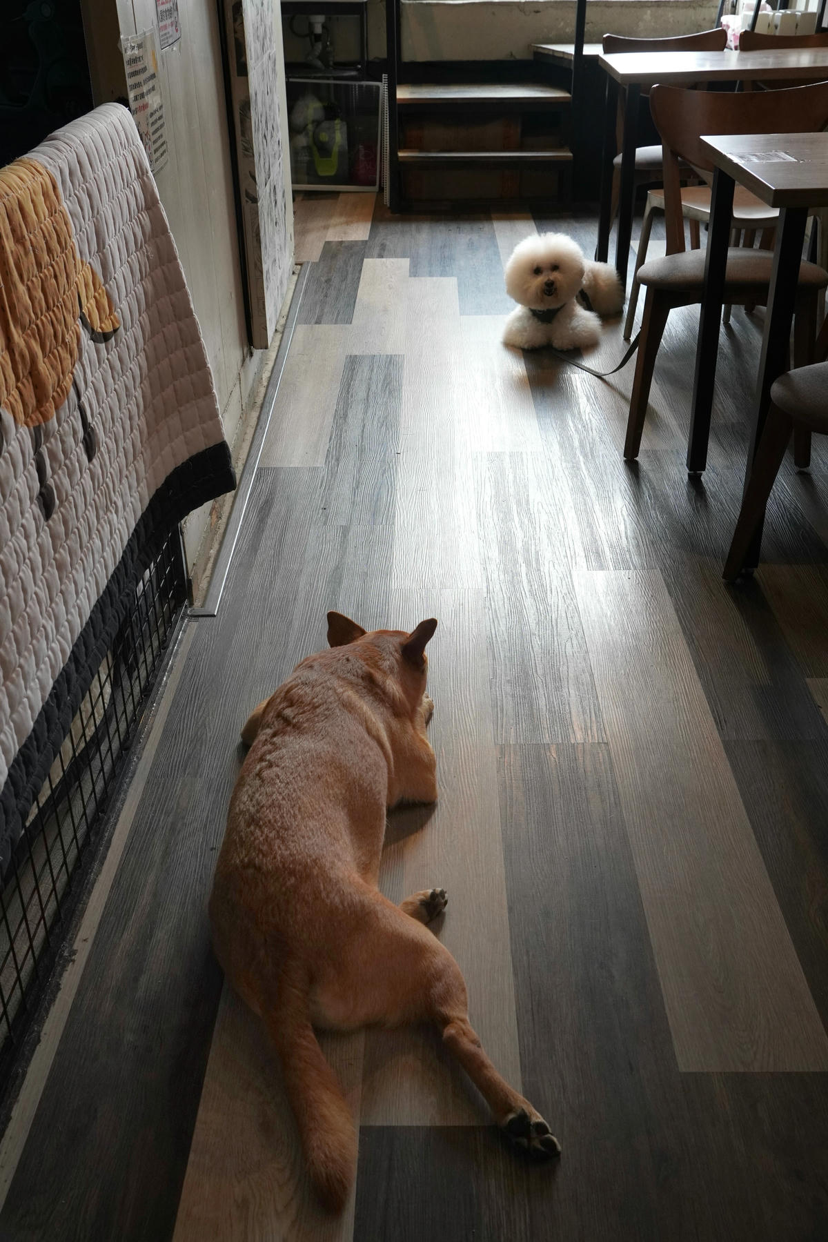 新北八里餐廳推薦,渡船人,享受一段隱藏在八里河岸的靜謐時光,坐擁美食與美景的河岸秘密基地,調酒很讚,5位可愛店狗陪你度過悠閒午後,寵物友善餐廳 - 第49張圖 新北八里餐廳推薦,渡船人,享受一段隱藏在八里河岸的靜謐時光,坐擁美食與美景的河岸秘密基地,調酒很讚,5位可愛店狗陪你度過悠閒午後,寵物友善餐廳